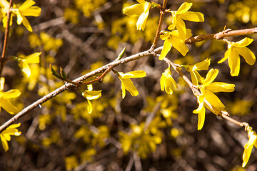 Bright yellow flowers on the bushes in spring. A flowering bush in spring. Bright, juicy,...