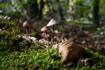 Mycena purpureofusca mushrooms on decaying log covered with moss close up, low toxicity mushrooms...