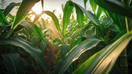 Obraz premium Broad landscape with prominent sugarcane leaf foliage