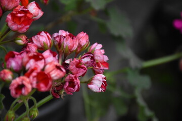 Fototapeta premium Radiant Red Pelargonium in Bloom – A Garden Classic 