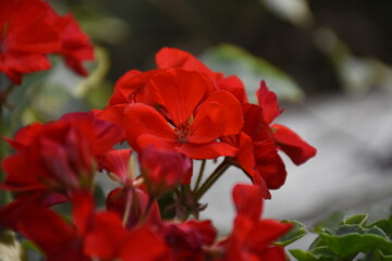 Radiant Red Pelargonium in Bloom &ndash; A Garden Classic

