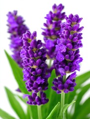 Fototapeta premium Captivating lavender flower close up on white background showcasing delicate purple petals and vibrant green leaves in a studio shot