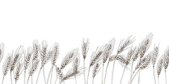 Hand drawn wheat ears seamless border