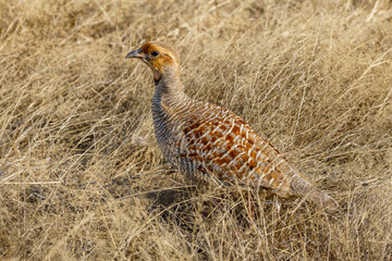 Gray francolin (Ortygornis pondicerianus)