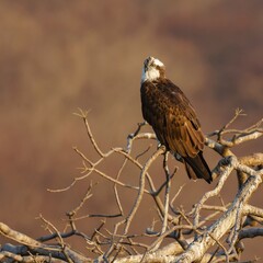 Osprey at Ranthambore National Park, India 