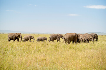 A herd of elephants walking through the savannah under a clear blue sky. Tanzania, Africa