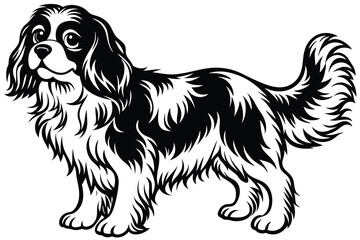 Cute brown and white Cavalier King Charles Spaniel puppy, a cocker spaniel breed, sitting isolated