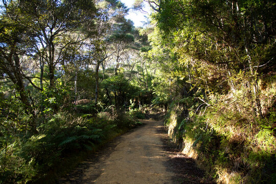 Fototapeta Sunlit forest path surrounded by lush green trees and dense foliage.