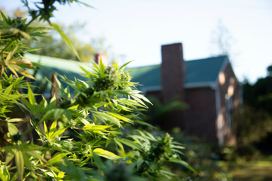 Lush green cannabis plants growing outside a brick house under clear skies. Auckland, New Zealand