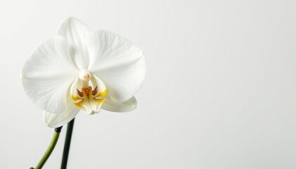 Obraz premium Delicate white orchid blossom against pure white backdrop, bright, subtle