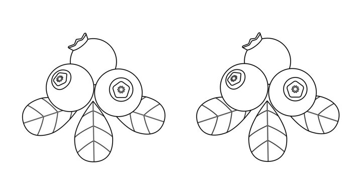 Blueberry outline drawing. Editable and expanded stroke, linear image with two variations. Vector illustration, linear icon. 