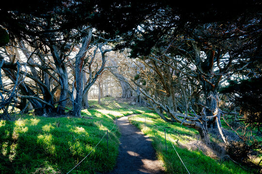 Sunlit forest path surrounded by twisted, gnarled trees and lush grass. Point Lobos State Natural Reserve, CA, USA
