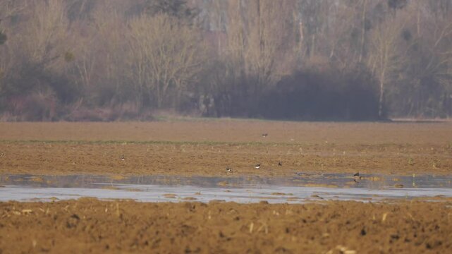 paysage agricole de terre labour&eacute; en zone inondable, pr&eacute;sence de quelques oiseaux sauvages aux abords de l'eau, r&eacute;alis&eacute; en hivers avec un joli soleil