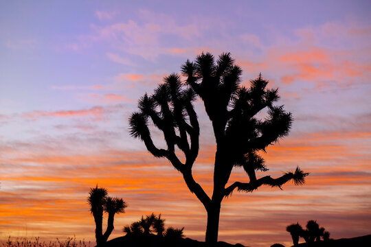 Silhouetted Joshua trees under a vibrant sunset sky with pink and orange clouds. Joshua Tree National Park, CA, USA