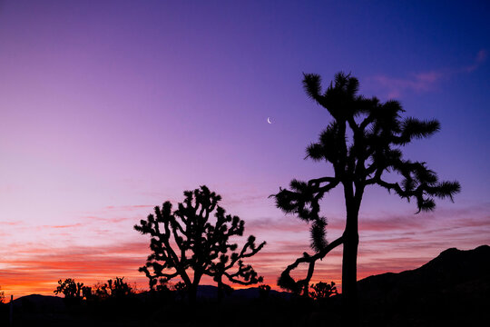Silhouetted Joshua trees against a vibrant sunset and crescent moon sky. Joshua Tree National Park, CA, USA