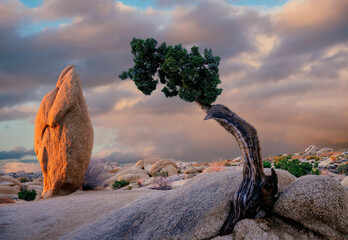 Lone tree leaning against rocks with a dramatic sky and rock formations in the background. Joshua Tree National Park, CA, USA