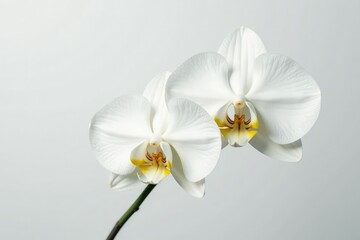 Fototapeta premium Delicate white orchid blossom against pure white background, closeup, studio, background