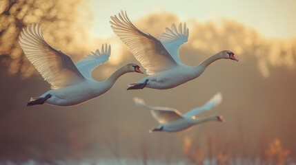 Obraz premium swans soaring majestically across an English countryside sky, cinematic aerial photography capturing natural beauty and graceful flight dynamics with dramatic lighting and open landscapes.