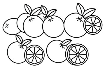  calamansi line art tropical fruit detailed drawing
