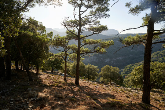 Sunlit forest with pine trees on rocky terrain and a mountainous backdrop.