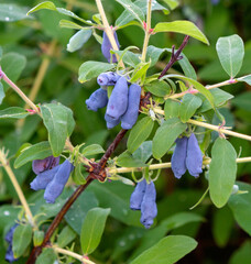 Honeysuckle berries on a bush. Blue berry.