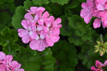 Violet Pelargonium Blossoms – Soft Elegance in the Garden
