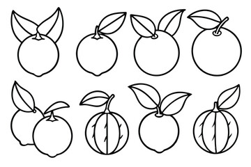 calamondin line art detailed citrus plant sketch
