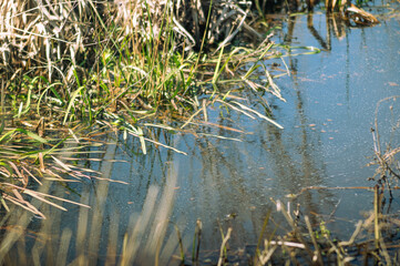 Closeup to a small river with a bunch of plant in sunny day