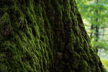 Oak bark covered with moss close up, rough tree bark detail near tree base