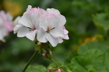 White Pelargonium – Pure Grace in Bloom
