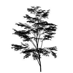 silhouette of a tree