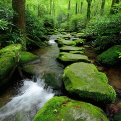 Obraz premium Serene forest stream flowing over mossy stones in a lush green landscape creating a tranquil and peaceful atmosphere with natural beauty