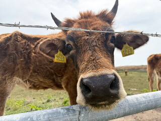 Portrait of a curious cow with large ears and tagged with a yellow ear number, peering closely into...