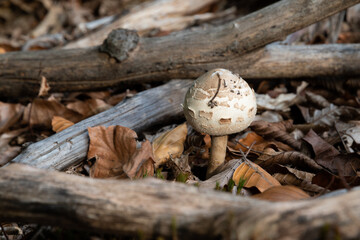 Parasol mushroom among naked branches close up, young edible macrolepiota procera on forest floor framed with dry tree branches