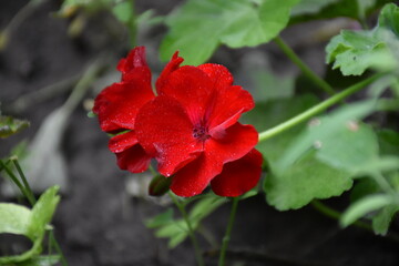 Radiant Red Pelargonium in Bloom – A Garden Classic
