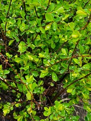 close up of green leaves with water drops