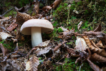 Russula vesca mushroom close up, toadstool with pale red cap and white stalk surrounded with dry leaves and moss in forest at autumn