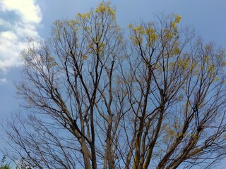 Obraz premium 春の芽吹き始めた公園の欅