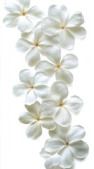 Fototapeta premium Delicate white plumbago flowers cascade down a pure white background in a serene and minimalist botanical composition capturing the essence of purity and natural beauty