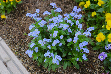 Beautiful flowers along the walkway in Japan