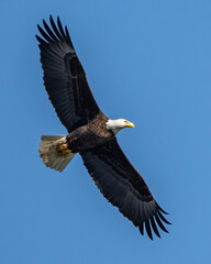 Bald Eagle in flight 