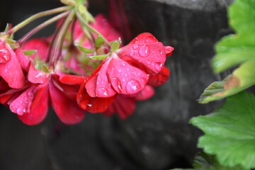Radiant Red Pelargonium in Bloom – A Garden Classic
