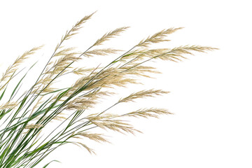 Grasses blowing in the wind