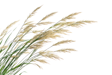 Grasses blowing in the wind