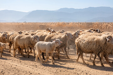 Herd of sheep on dusty rural path. Dry grass and distant mountains under a clear blue sky. Use for agriculture, livestock or countryside tourism.