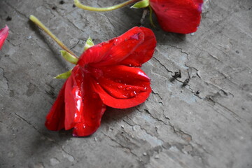 Radiant Red Pelargonium in Bloom – A Garden Classic
