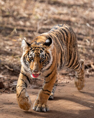 wild female bengal tiger or panthera tigris cute cub in action playful running head on jungle track or road in summer season safari at ranthambore national park forest reserve rajasthan india