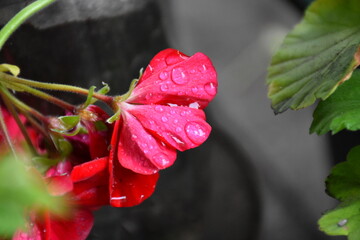 Radiant Red Pelargonium in Bloom – A Garden Classic
