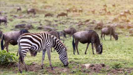 A plains zebra and a herd of wildebeest in the grasslands of the Masai Mara, Kenya. The herds...