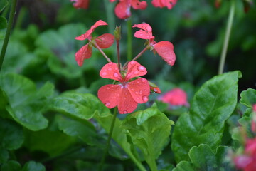 Radiant Red Pelargonium in Bloom – A Garden Classic

